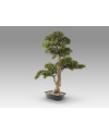 CHOKKAN - BONSAI 83CM- SET 2